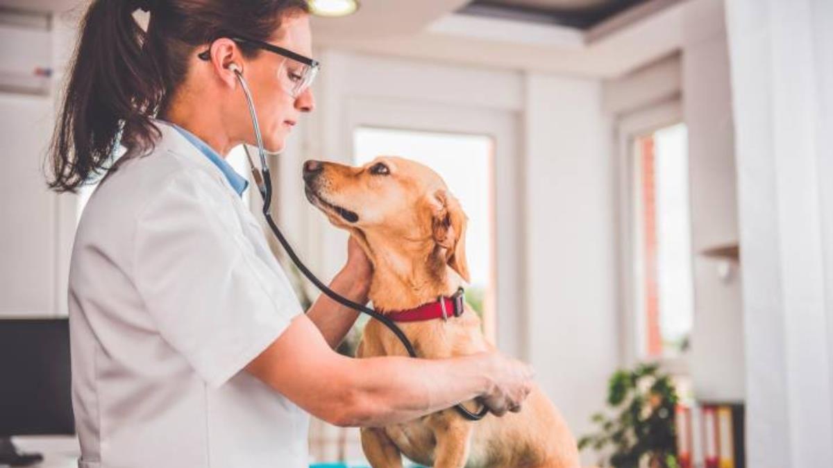 ¿Cuántos años dura la carrera de Veterinaria en México?